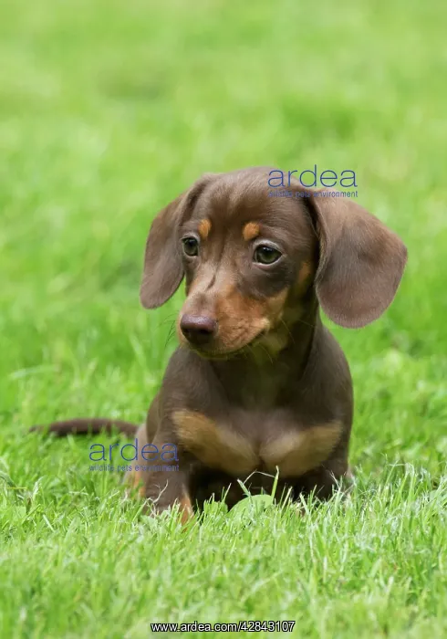 : DOG - Miniature Short Haired Dachshund - puppy : DOG - Miniature Short Haired Dachshund - puppy
