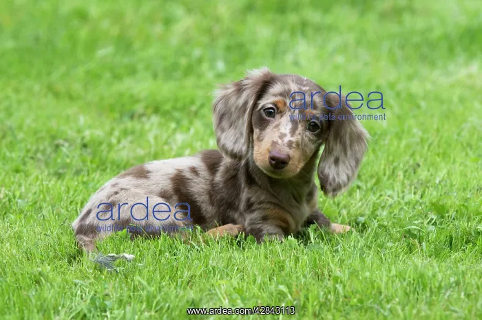 : DOG - Miniature Short Haired Dachshund - puppy : DOG - Miniature Short Haired Dachshund - puppy