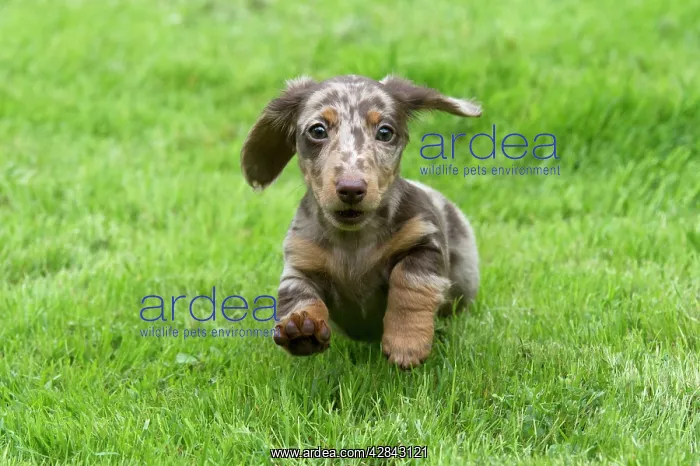 : DOG - Miniature Short Haired Dachshund - puppy : DOG - Miniature Short Haired Dachshund - puppy