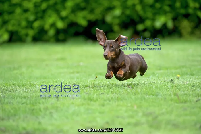 : DOG - Miniature Short Haired Dachshund - running : DOG - Miniature Short Haired Dachshund - running