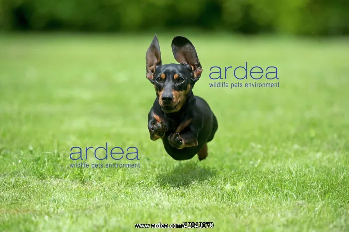 : DOG - Miniature Short Haired Dachshund - running