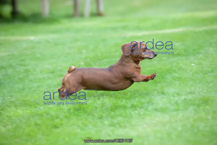 : Dog - Miniature Short Haired Dachshund - running : Dog - Miniature Short Haired Dachshund - running