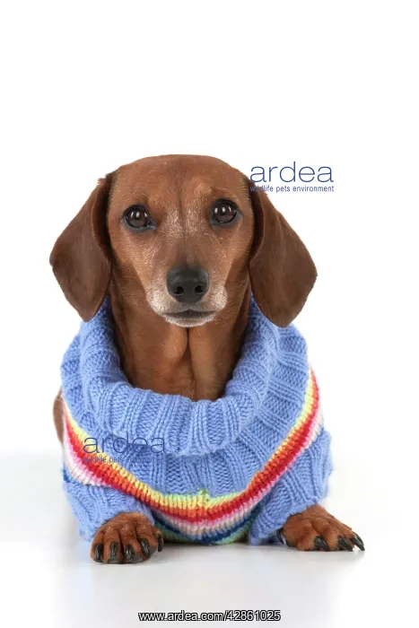 : Dog - Miniature Short Haired Dachshund - wearing jumper : Dog - Miniature Short Haired Dachshund - wearing jumper