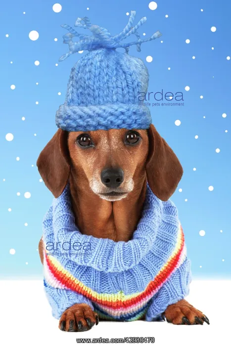 : Dog - Miniature Short Haired Dachshund - wearing jumper : Dog - Miniature Short Haired Dachshund - wearing jumper