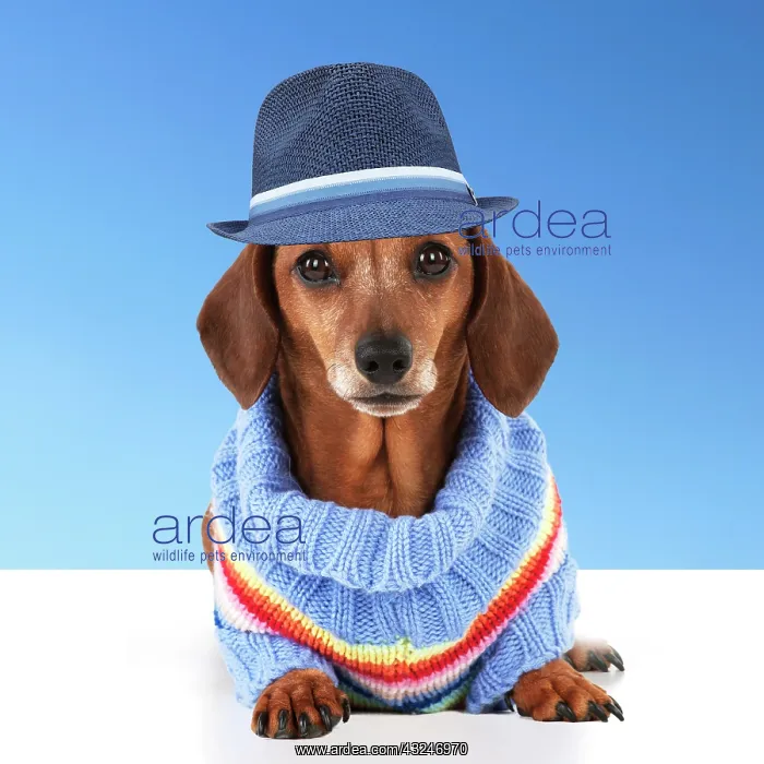  : Dog - Miniature Short Haired Dachshund - wearing jumper and