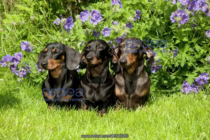 : DOG - Miniature Short Haired Dachshunds sitting in garden : DOG - Miniature Short Haired Dachshunds sitting in garden