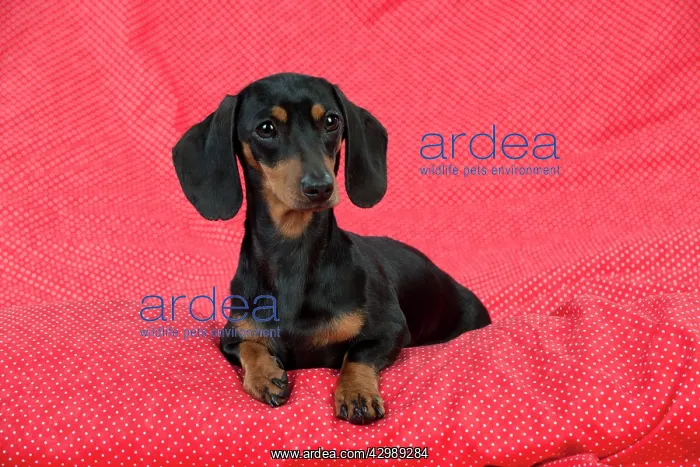  : DOG - Miniature short haired dachsund sitting on red blanket