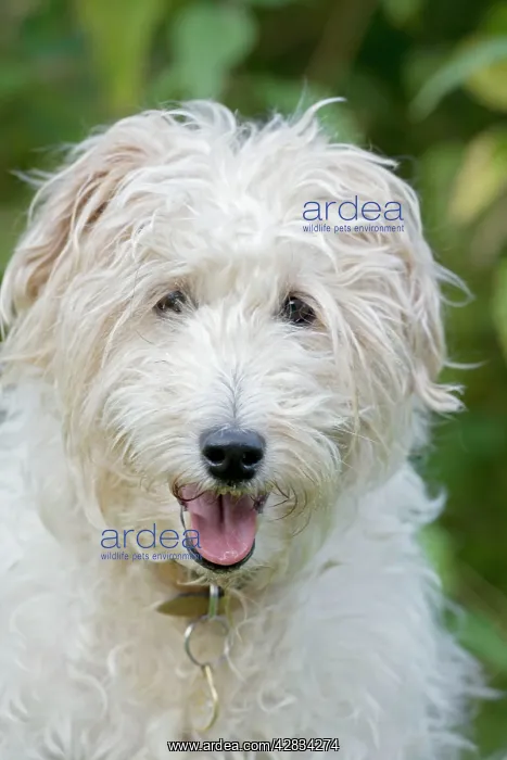  : Dog - Mixed Breed