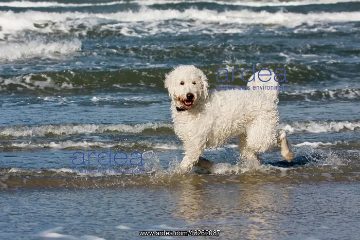  : Dog, mixed-breed, running in the water on the beach