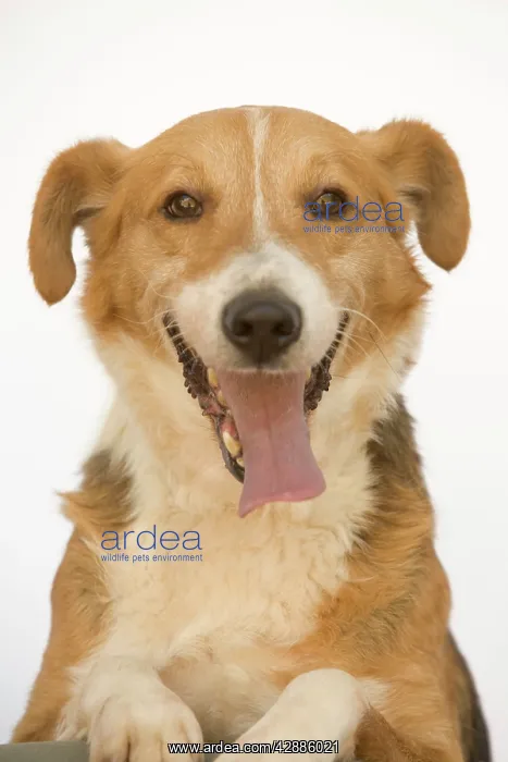  : Dog - Mongrel