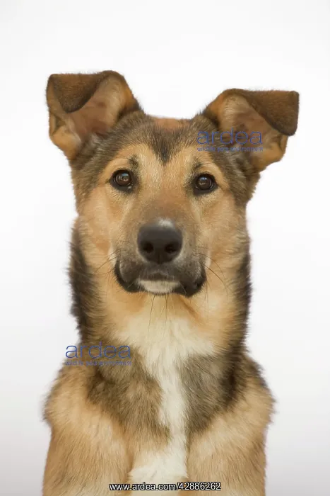  : Dog - mongrel