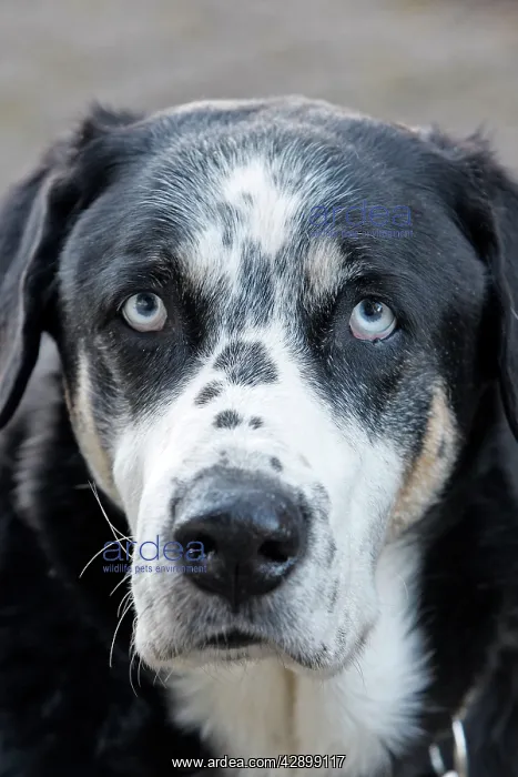  : Dog - Mongrel - abandoned in road