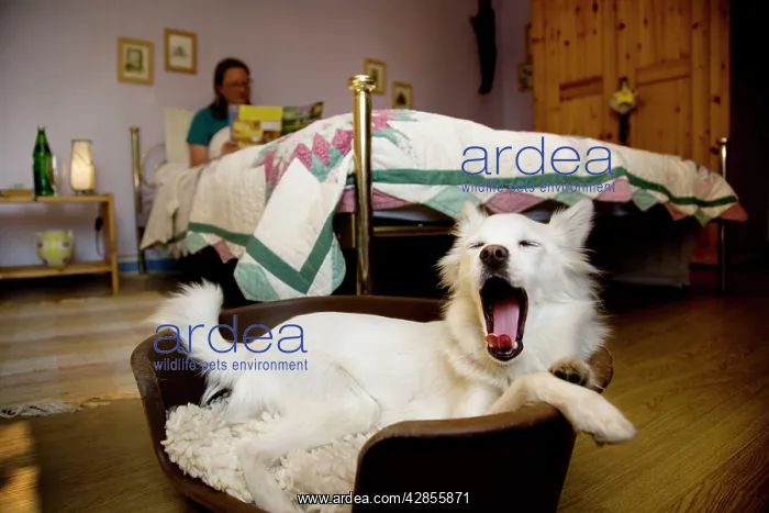  : Dog - Mongrel in basket in bedroom - yawning