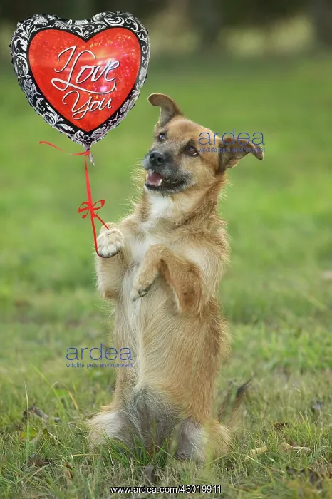 : Dog - Mongrel begging, on hind legs : Dog - Mongrel begging, on hind legs