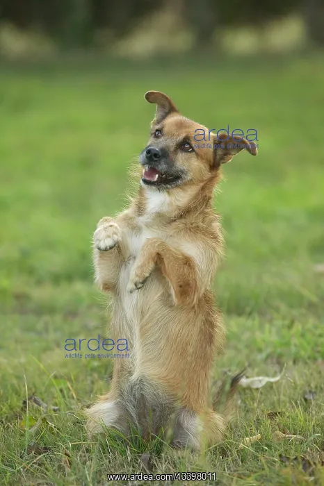  : Dog - Mongrel begging, on hind legs