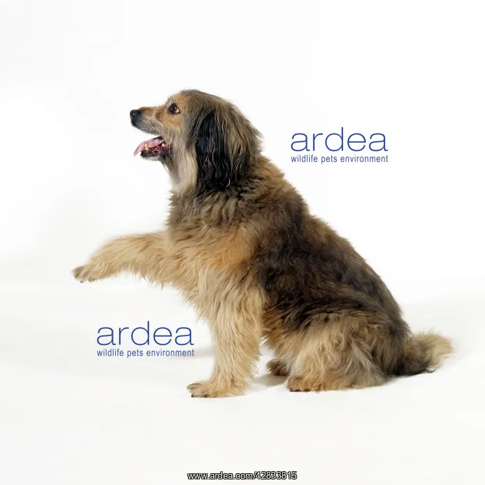  : DOG - Mongrel begging, studio shot