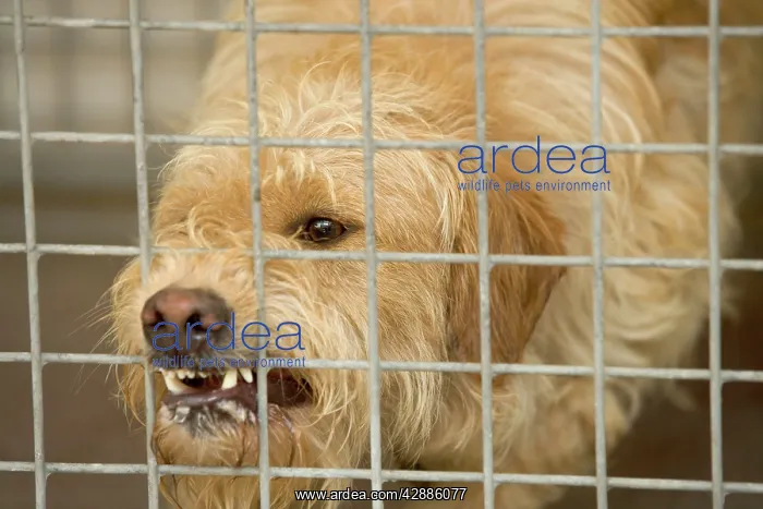  : Dog - Mongrel, biting bars at rescue centre