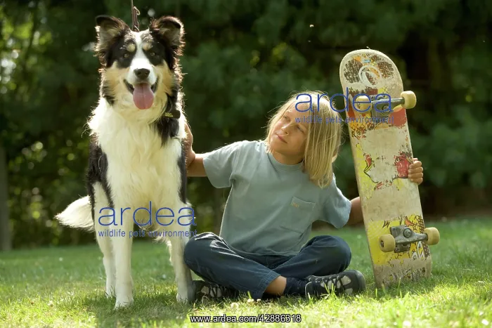 : Dog - Mongrel with boy & skateboard : Dog - Mongrel with boy & skateboard