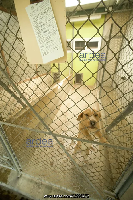  : Dog - mongrel in cage at rescue centre