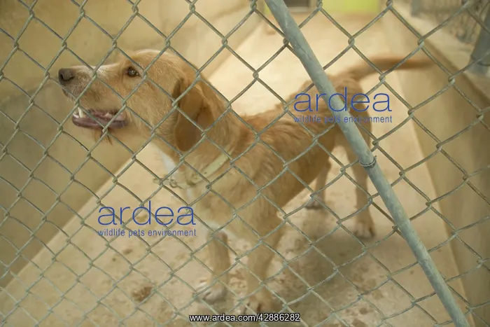  : Dog - mongrel in cage at rescue centre