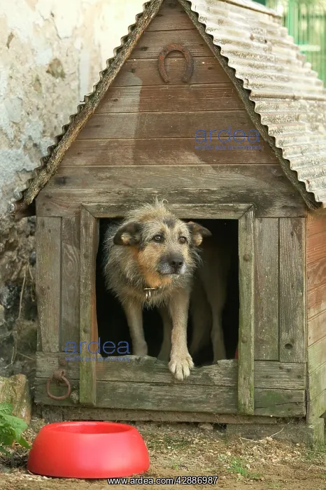  : Dog - Mongrel in dog house  /  kennel