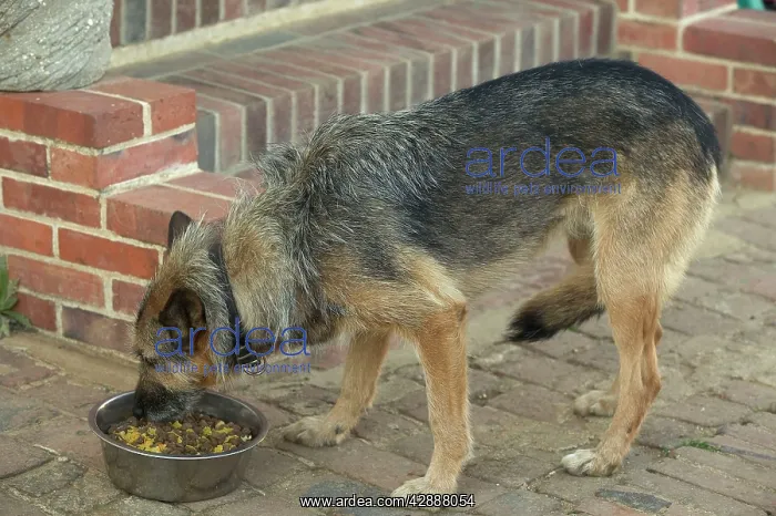 : Dog - Mongrel eating dried  / dry food outside