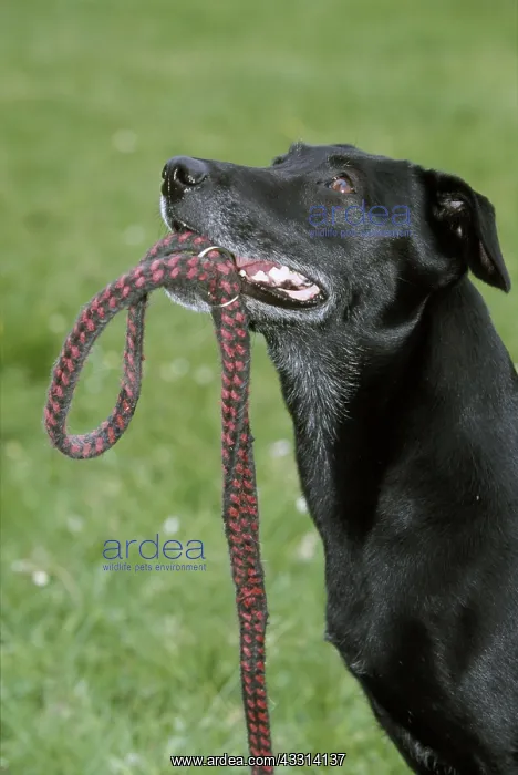 : DOG - MONGREL - holding leash / lead in mouth : DOG - MONGREL - holding leash / lead in mouth