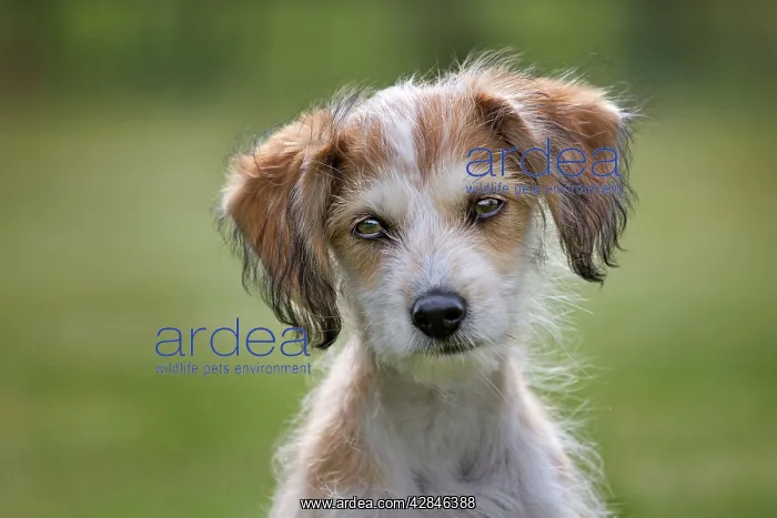  : Dog - Mongrel Jack Russell - puppy in garden