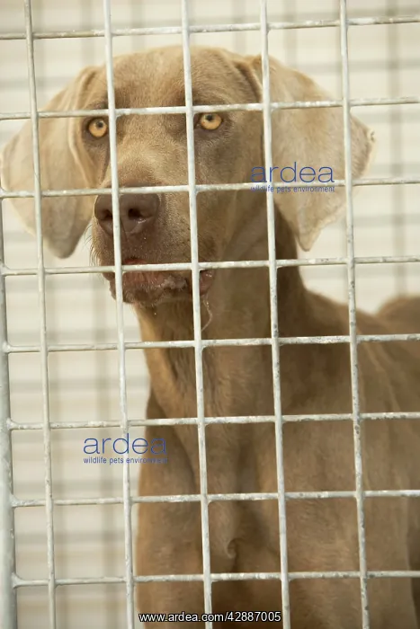  : Dog - Mongrel looking through cage bars