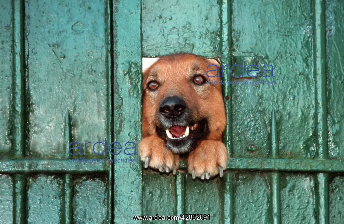  : Dog - Mongrel looking through hole in gate