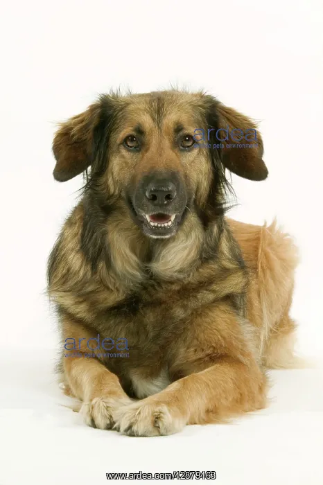  : Dog - Mongrel lying down