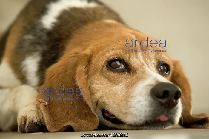 : Dog - mongrel, lying down : Dog - mongrel, lying down