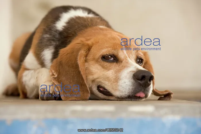 : Dog - mongrel, lying down : Dog - mongrel, lying down