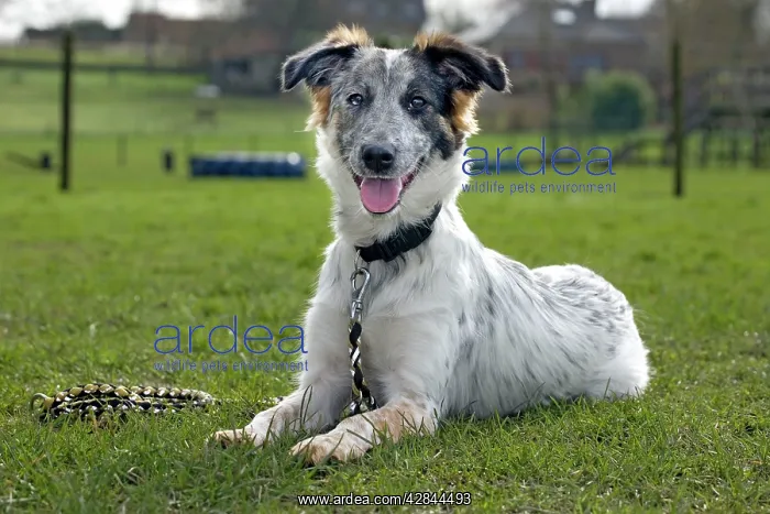  : Dog - Mongrel lying down on grass with lead on