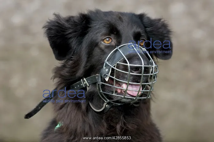  : Dog - Mongrel with muzzle