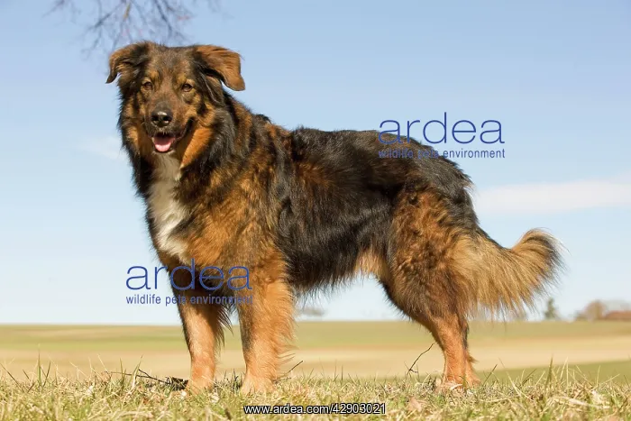  : Dog - mongrel outside
