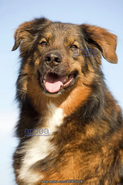  : Dog - mongrel outside