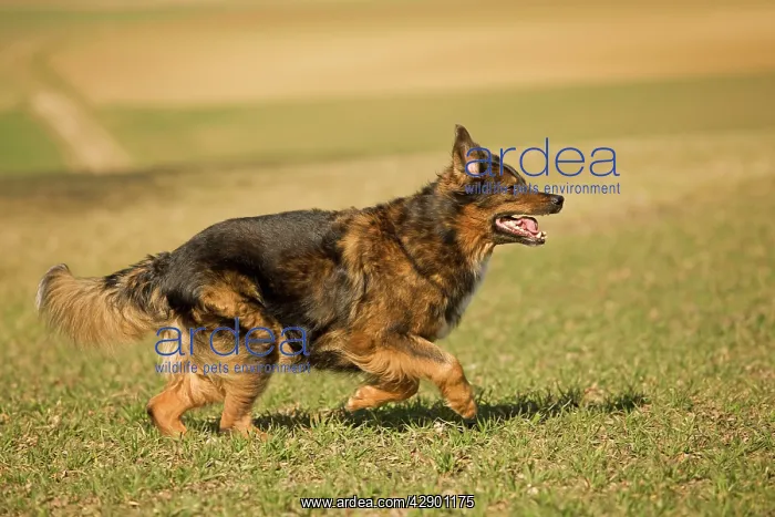  : Dog - mongrel outside running