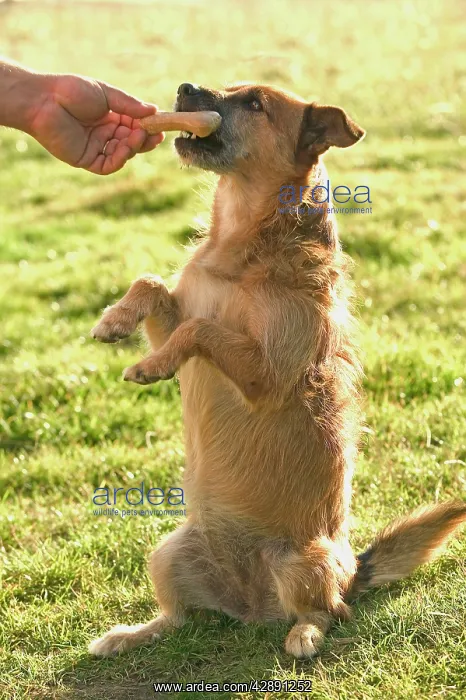  : Dog - Mongrel performing tricks to earn treat