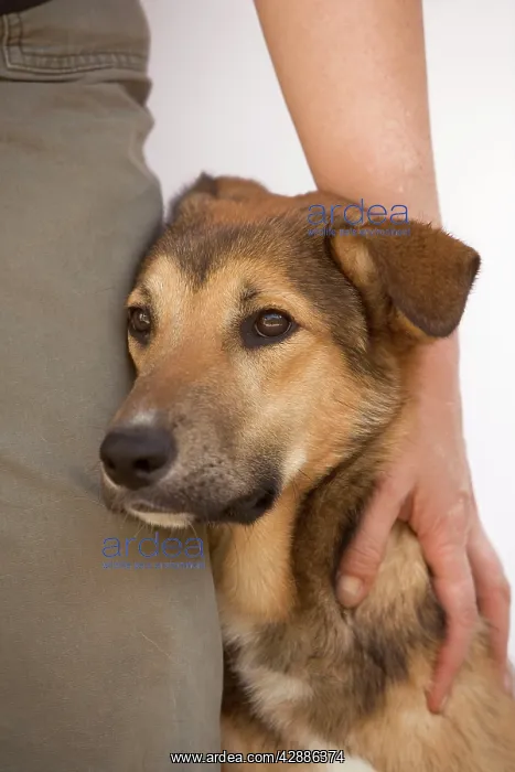  : Dog - mongrel, with rescue centre worker