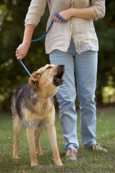 : Dog - mongrel with rescue centre worker, barking : Dog - mongrel with rescue centre worker, barking