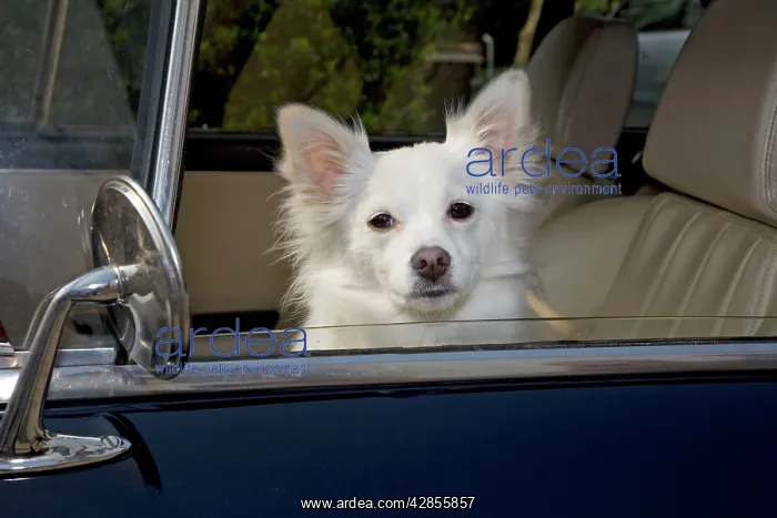  : Dog - Mongrel sitting in car