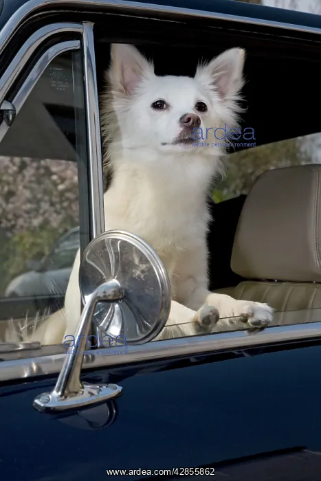 : Dog - Mongrel sitting in car