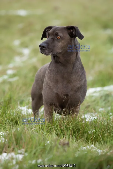 : Dog - mongrel standing in grass (cross between : Dog - mongrel standing in grass (cross between