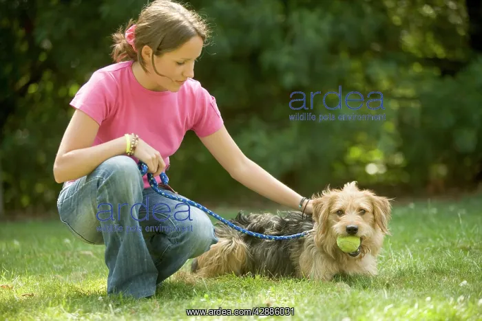 : DOG - Mongrel being stroked by girl
