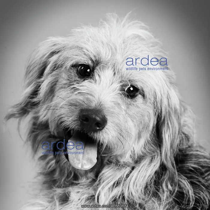 : Dog - Mongrel in studio : Dog - Mongrel in studio