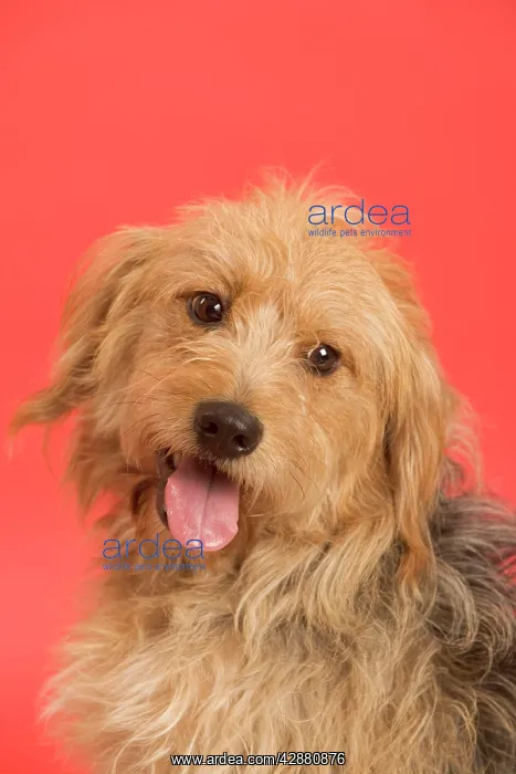 : Dog - Mongrel in studio - red background : Dog - Mongrel in studio - red background