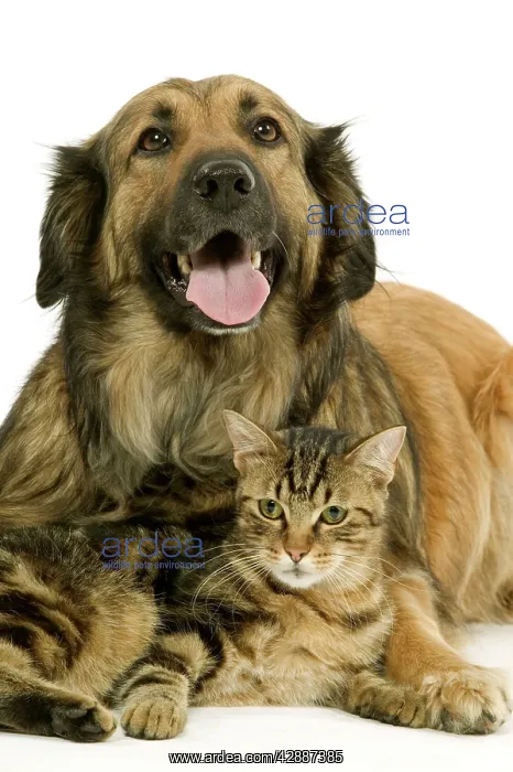  : Dog - Mongrel with tabby cat