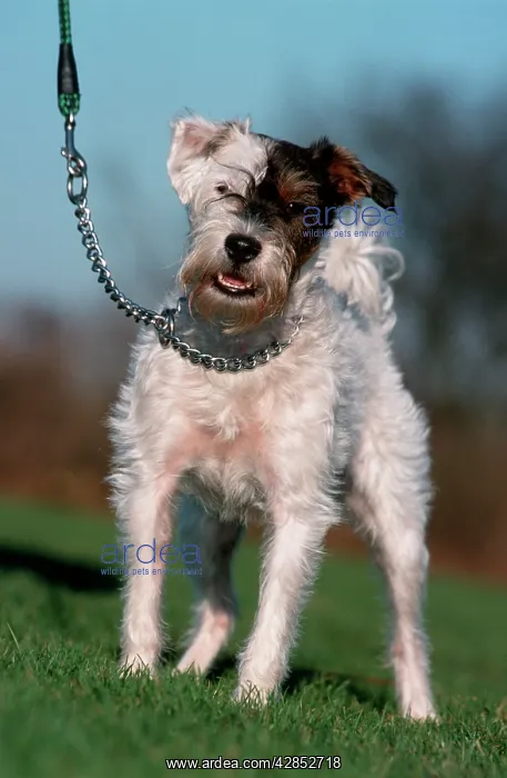  : Dog - Mongrel of terrier on lead