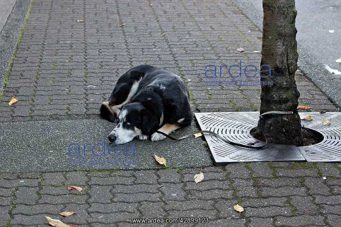  : Dog - Mongrel - tied to tree